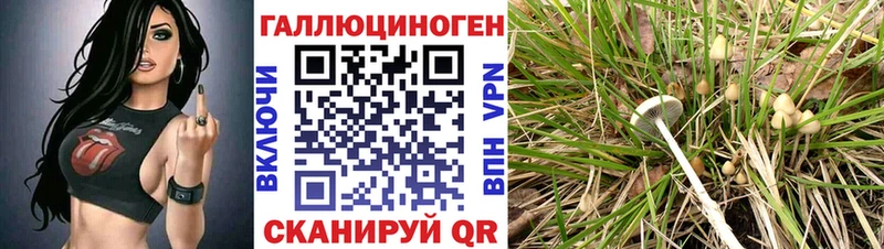 Псилоцибиновые грибы Psilocybe  Старый Крым 